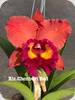 Rlc. Chonburi Red